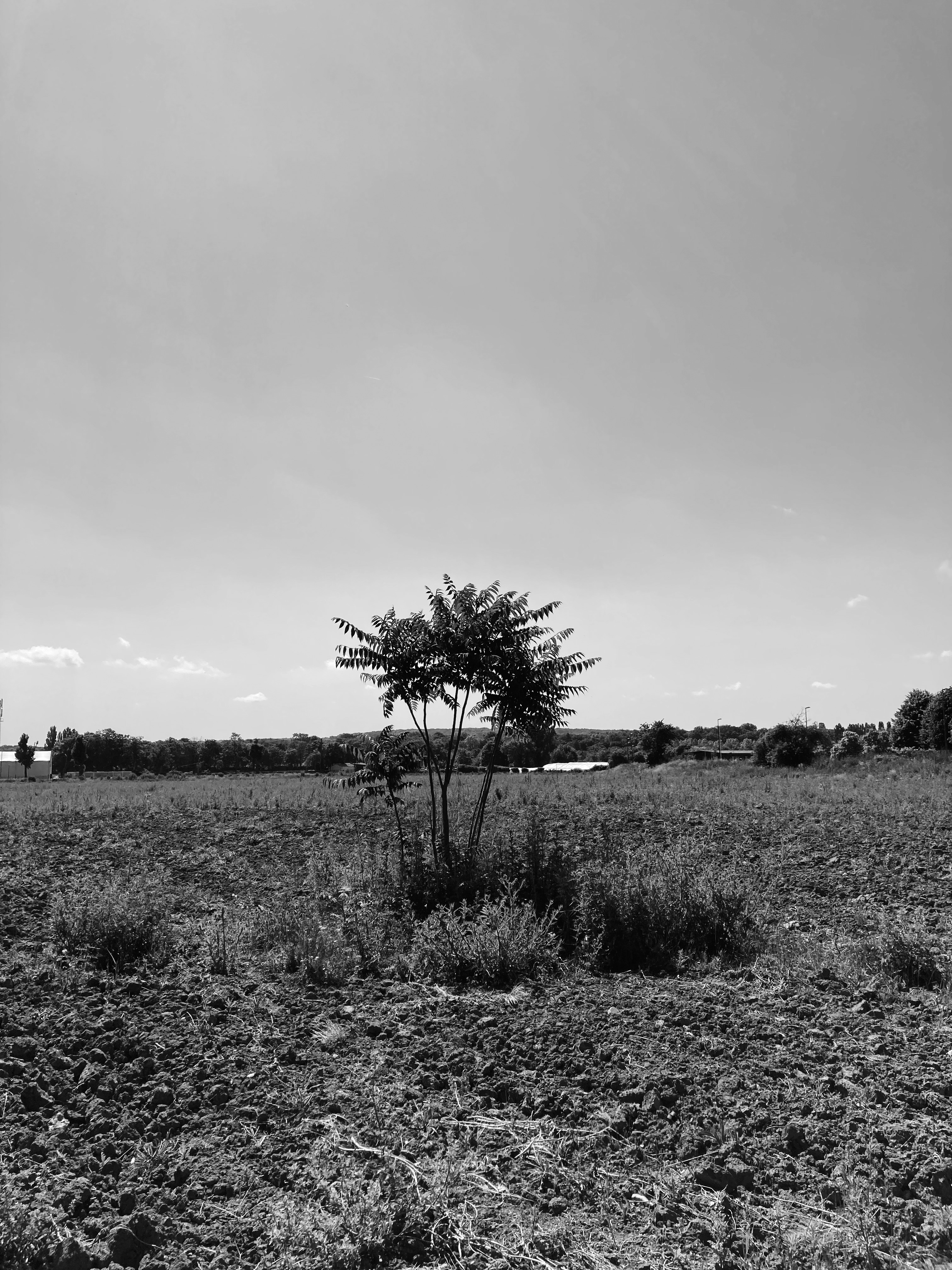 Une ailante au milieu de la plaine Montceleux. Il s'agit d'une plante classée « espèce exotique envahissante ». Photo : Clémence Seurat (2022).