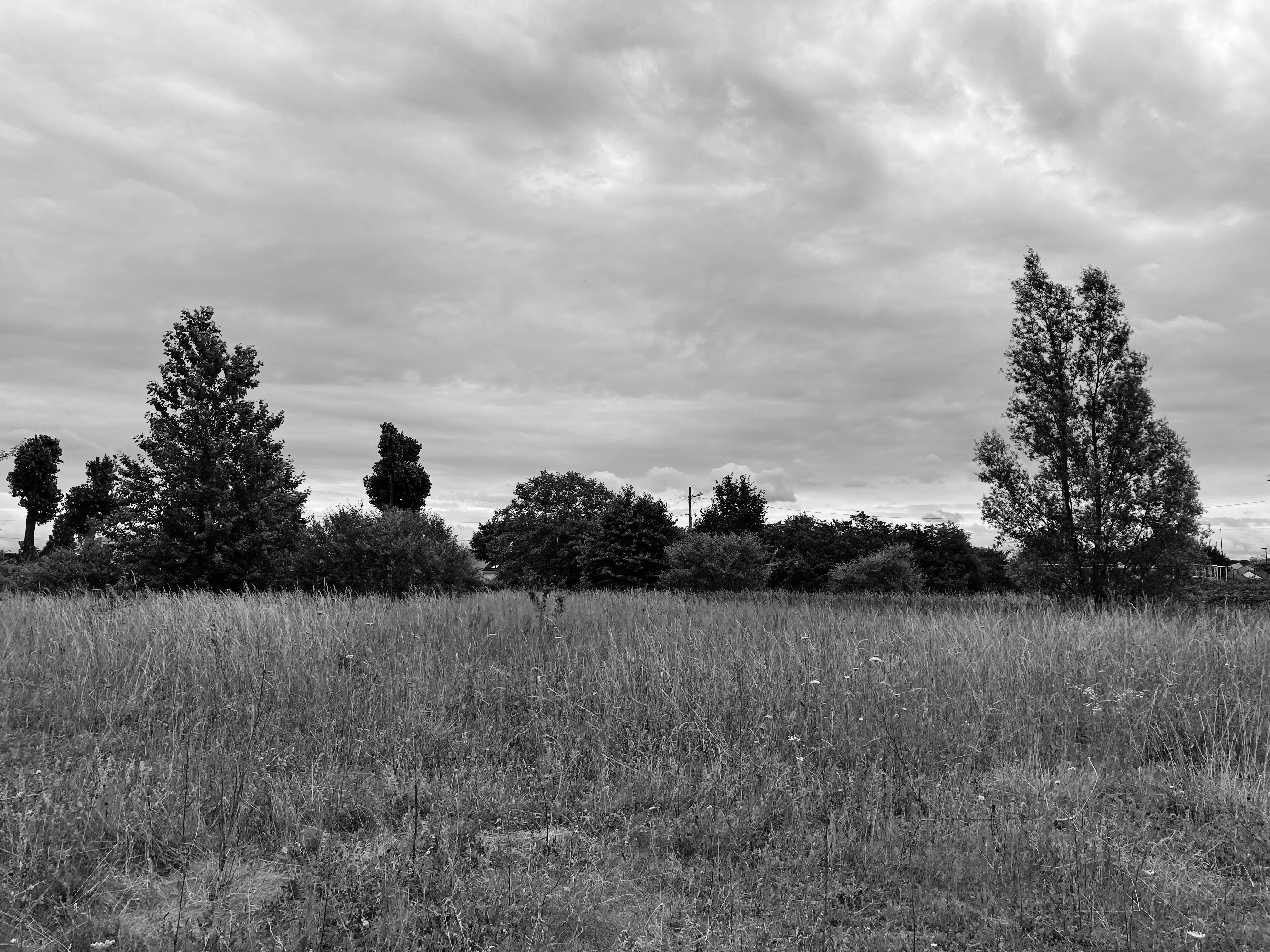 L'est de la friche Montceleux et sa végétation étagée. Photo : Clémence Seurat (2022).