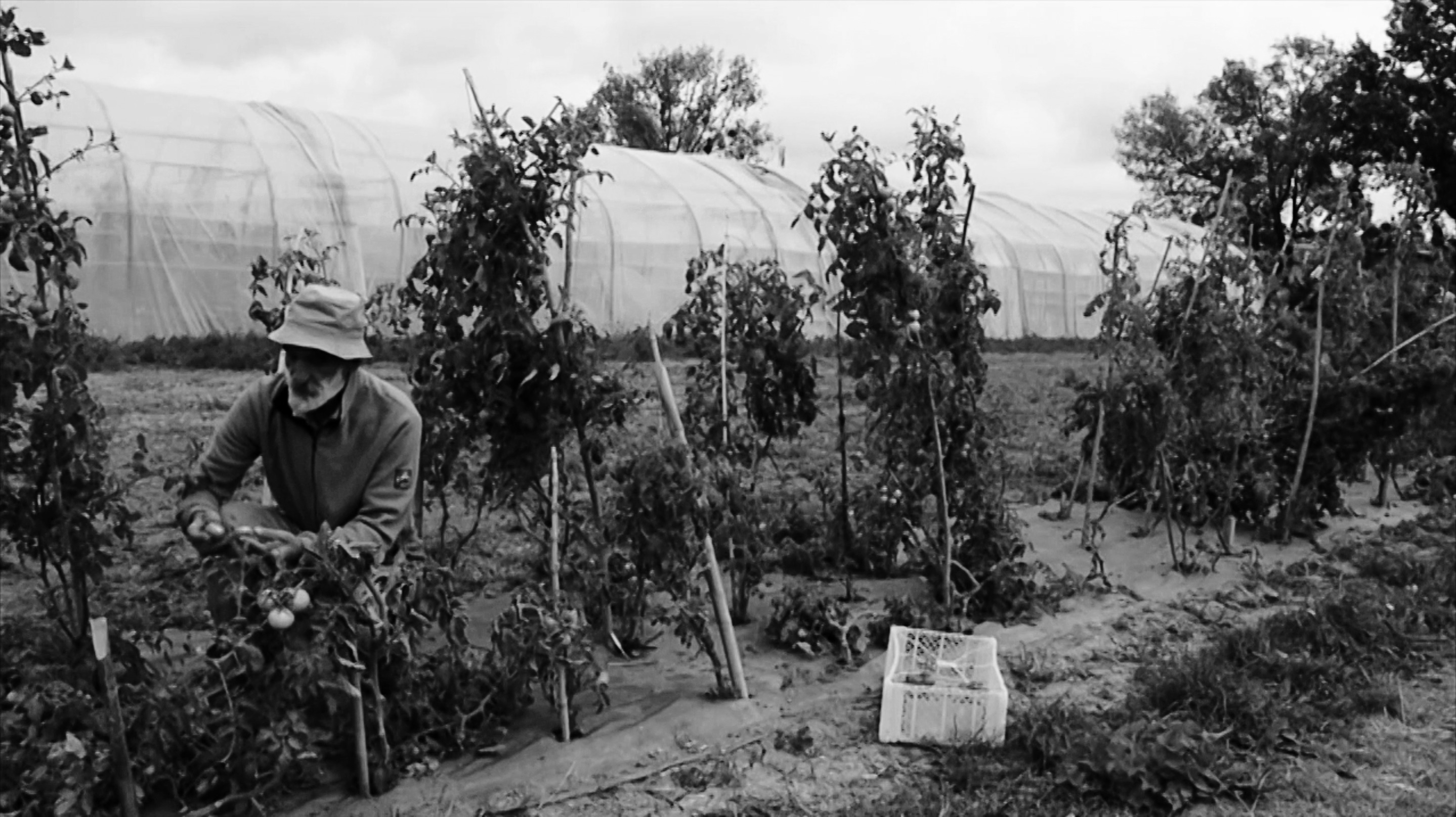 Erdinch ramassant des tomates aux Jardins d'Aurore. Extrait du film Sevran, la terre et le banquet réalisé par GONGLE (2022).