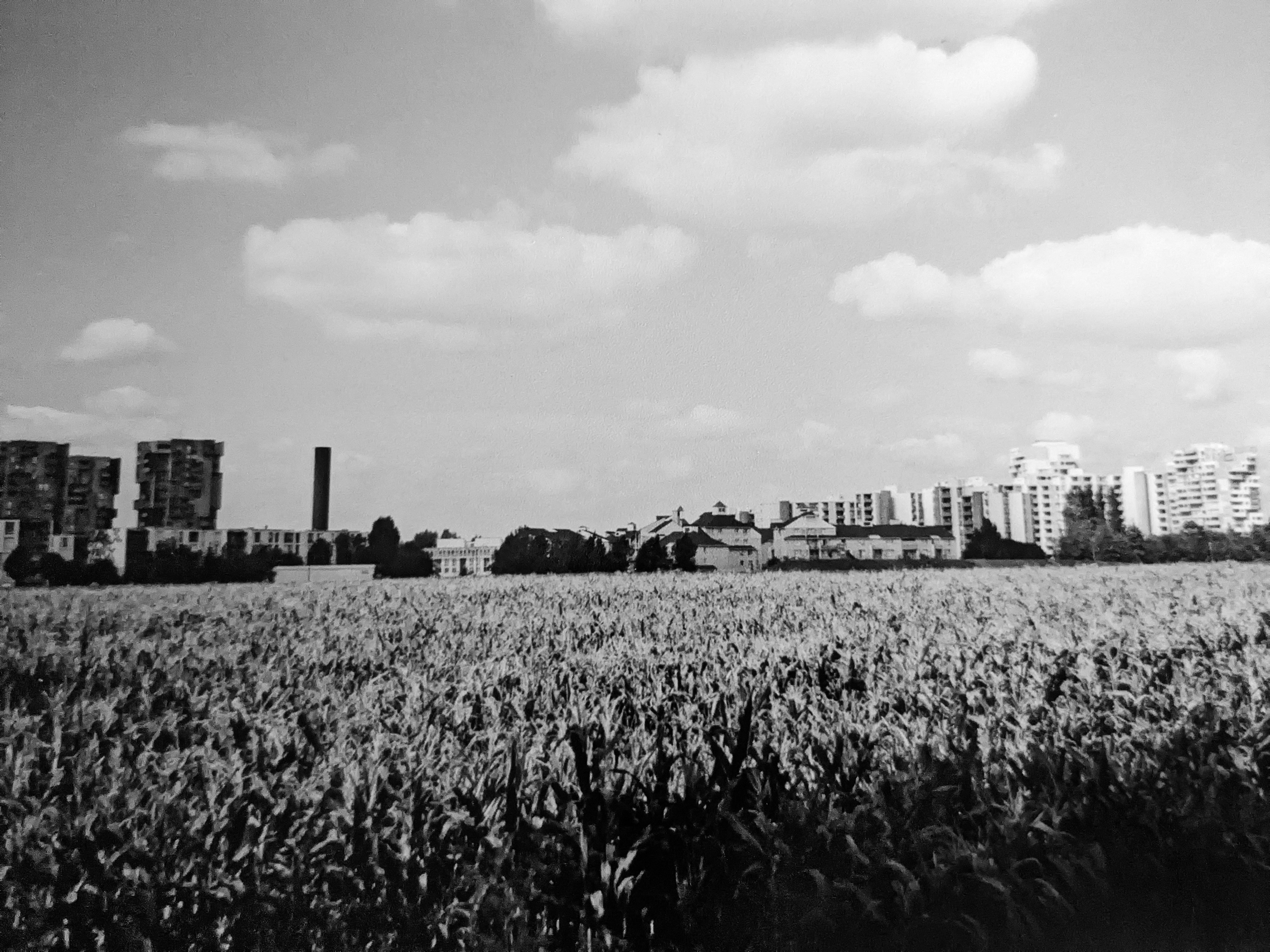 Le champ de blé de la plaine Montceleux. Photo : Régis Legros (1993).