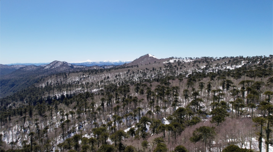 A drone hovers, fixed in the air by its whirring propellers. It is suspended high over snow-capped Chilean mountains. Dark trees stand tall against the frozen peak of a volcano dusted with ash. In this season, forests are thick with bare wintered trees. Rust-coloured branches intersect with the jagged sculptural forms of dark green monkey puzzle trees, or Araucarias. The cold bright skies are high flung, exposed.    