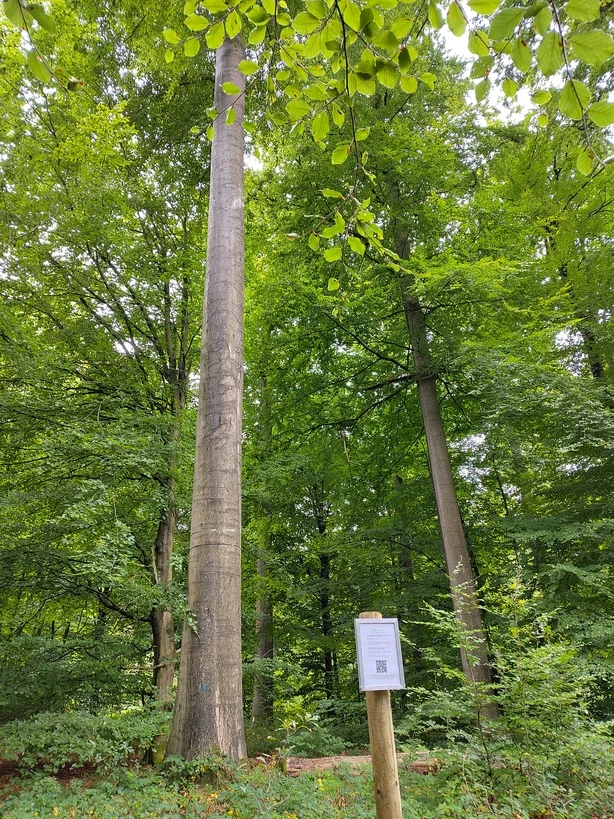 Remarkable beech