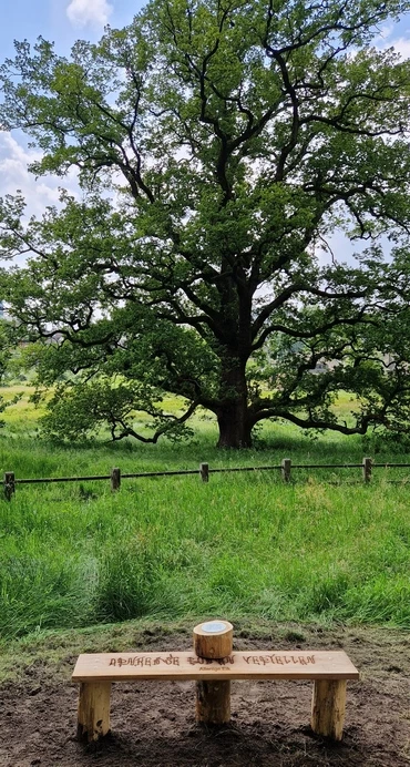 Solitary Oak