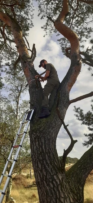 Scots pine Kalmthout