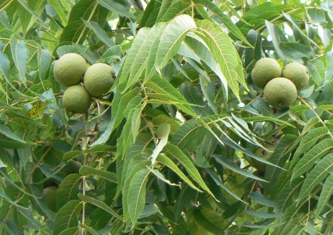 Image from Wikipedia