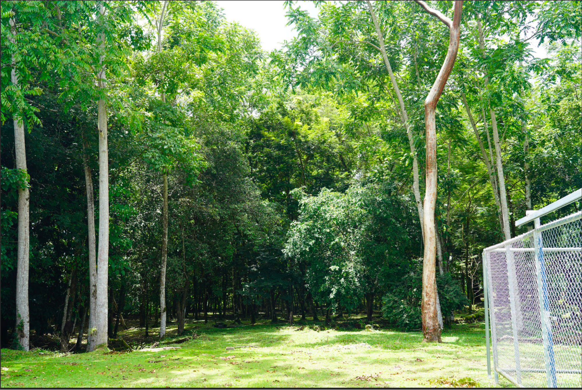 Trees planted around the wells administered by the ASADA of Río Blanco. Photograph: Andrea Ballestero.