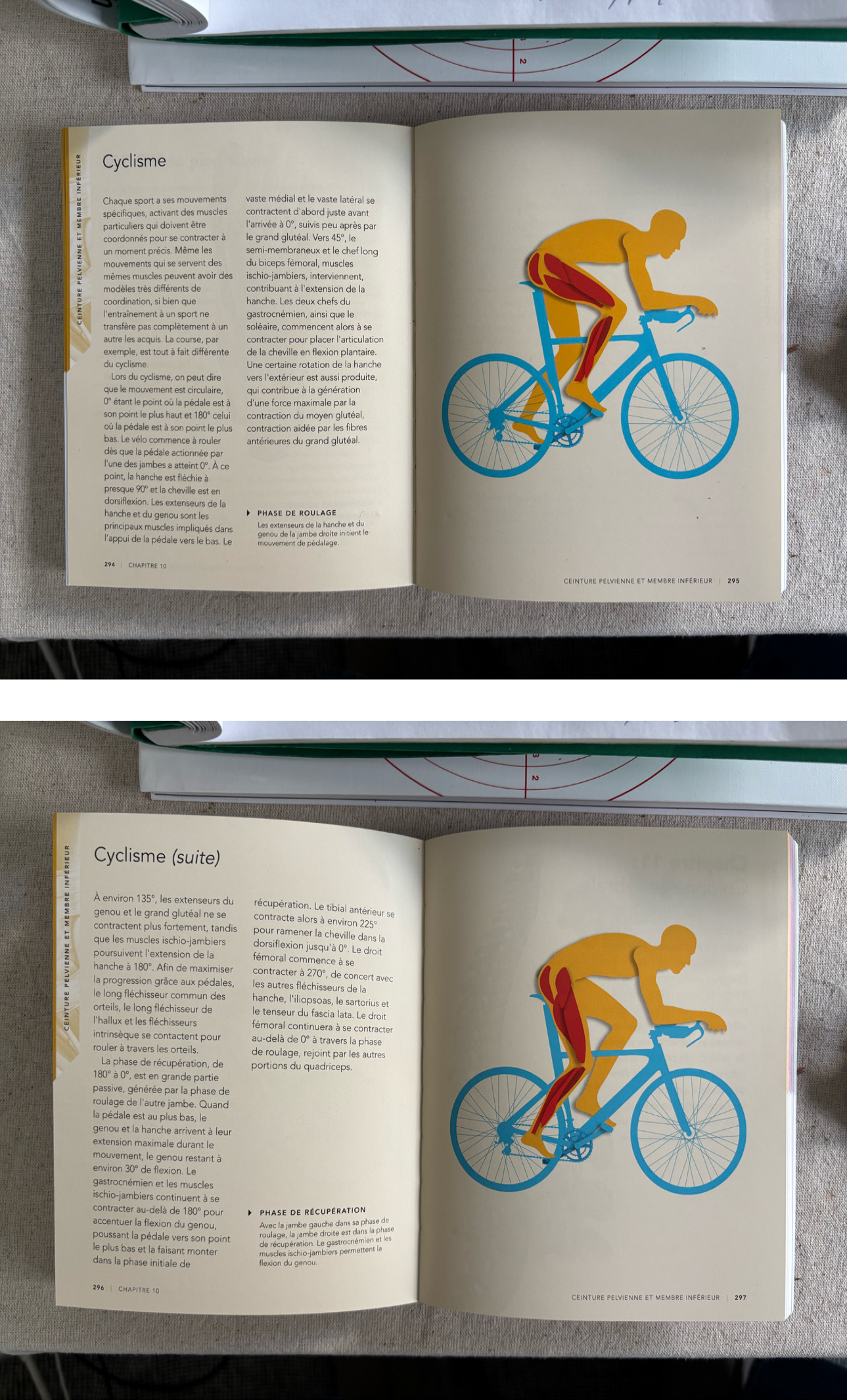 Ce guide détaillé offre une compréhension approfondie des mécanismes du corps humain, des mouvements et des positions, ainsi que des effets physiques et physiologiques liés à la douleur et aux tensions. À travers des illustrations et des explications claires, Brewer décompose les mécanismes internes du corps en mouvement et comment ceux-ci réagissent aux différentes postures et efforts. Anatomie du corps en mouvement me permet de comprendre en détail les réactions physiques des corps soumis à des postures ou des gestes répétitifs, un aspect essentiel pour mon sujet. Les mécanismes de dou- leur et les effets des mauvaises positions de travail, souvent caractéristiques dans des environnements comme les dark kitchens, sont au cœur de ma réflexion. Ce livre m’apporte les clés pour analyser comment le design des espaces de travail peut influencer la santé physique des travailleurs, en particulier dans des conditions de travail stressantes et contraignantes. En apprenant comment les différentes positions et mouvements affectent le corps, je peux mieux comprendre les sources de souffrance physique et comment elles se manifestent à travers les tâches quotidiennes dans ce type d’environnement.